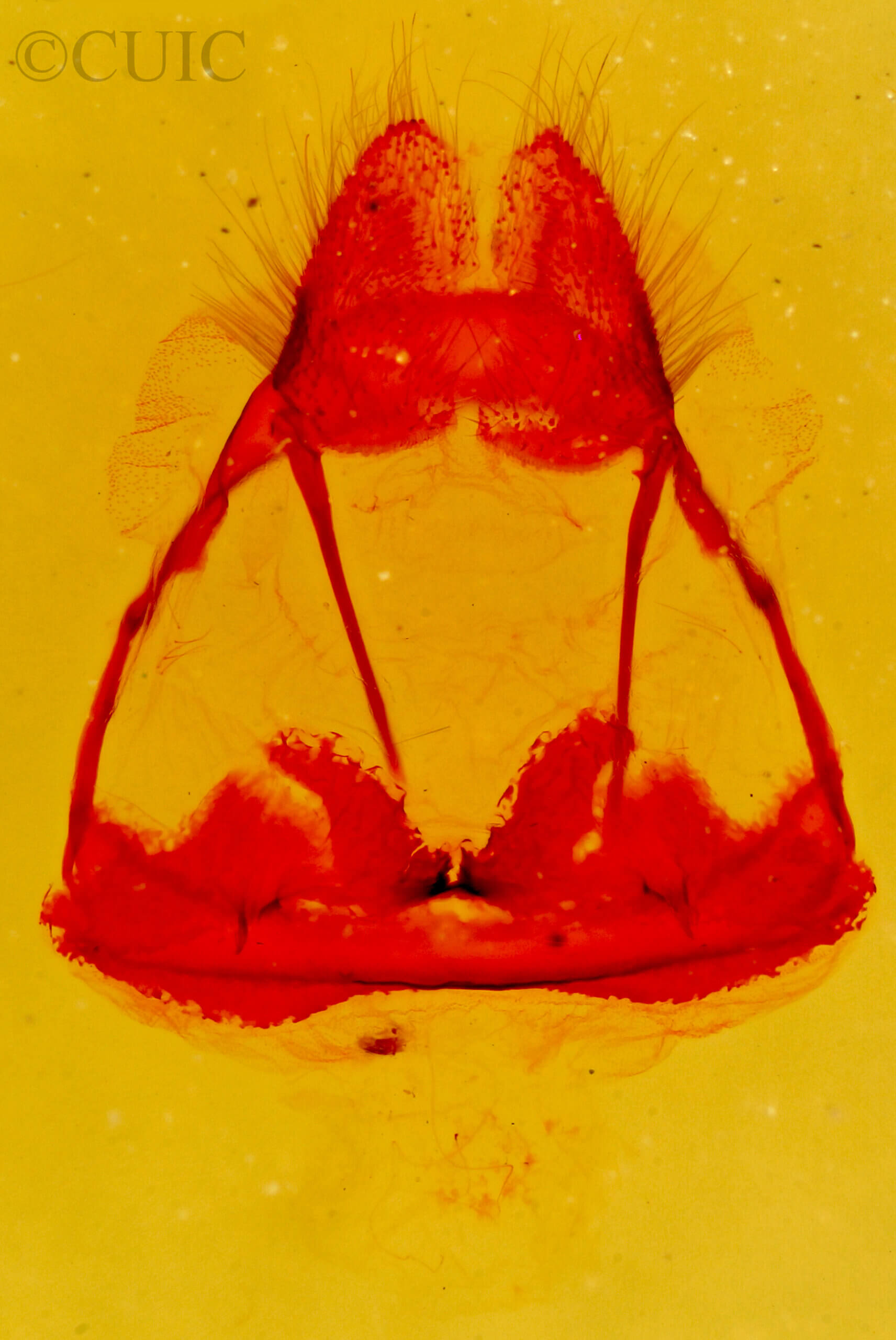 genitalia view of adult Tolype  notialis