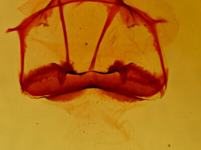 genitalia view of adult Tolype glenwoodii