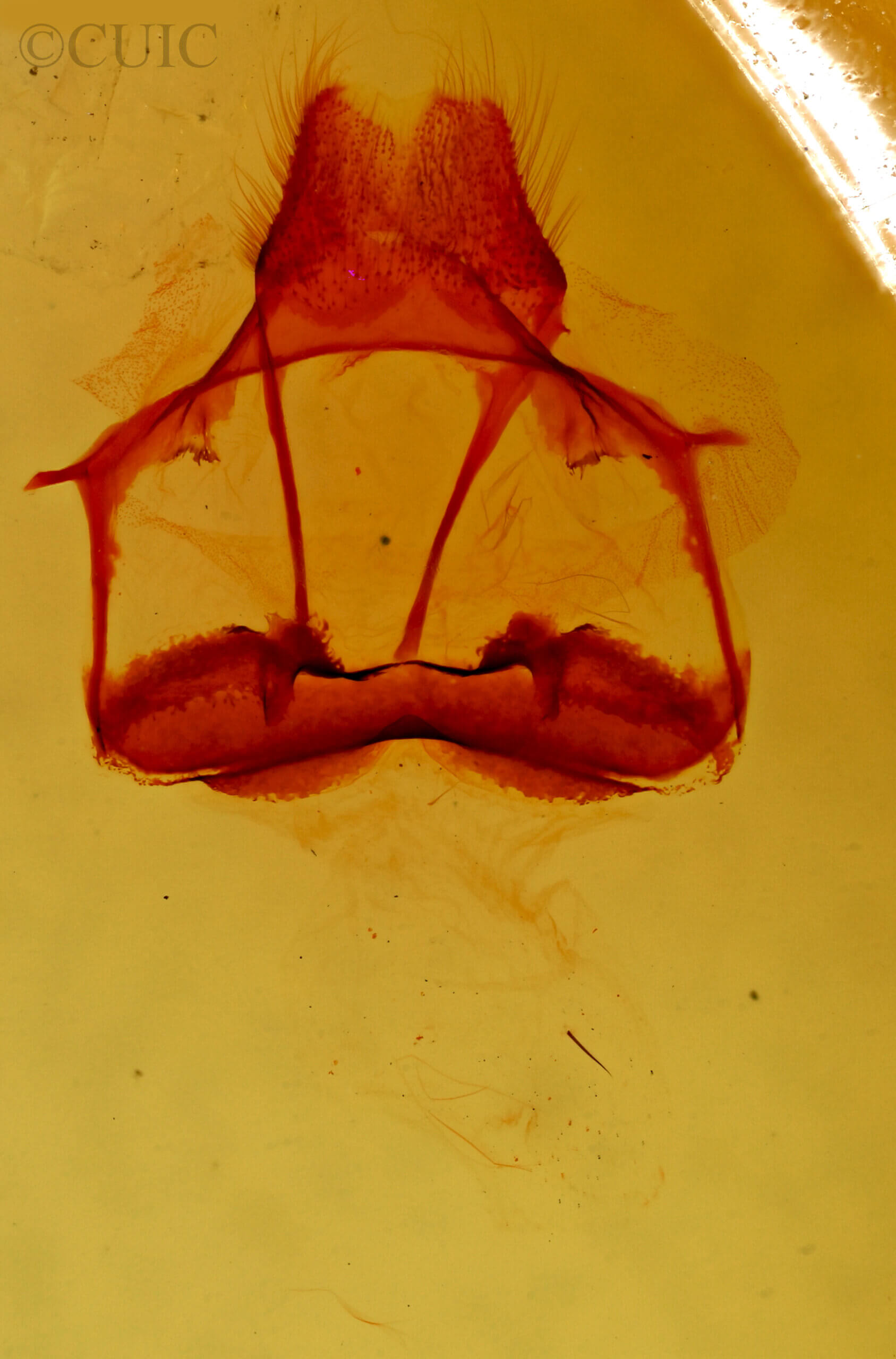 genitalia view of adult Tolype glenwoodii