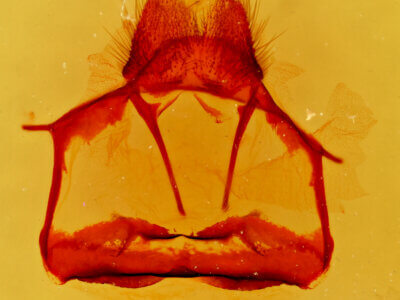 genitalia view of adult Tolype glenwoodii