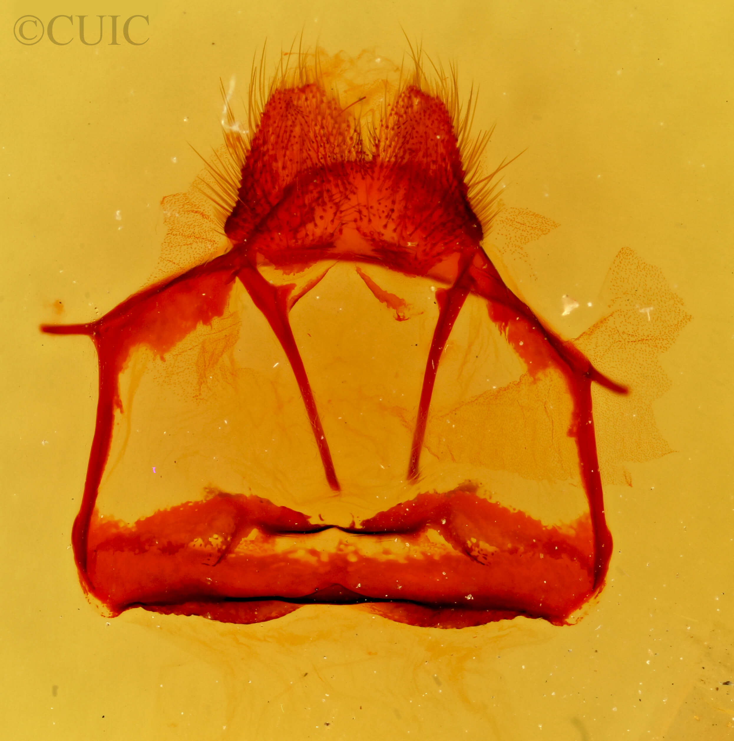 genitalia view of adult Tolype glenwoodii