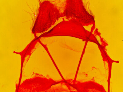 genitalia view of adult Tolype distincta