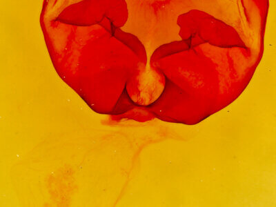 genitalia view of adult Apotolype brevicrista