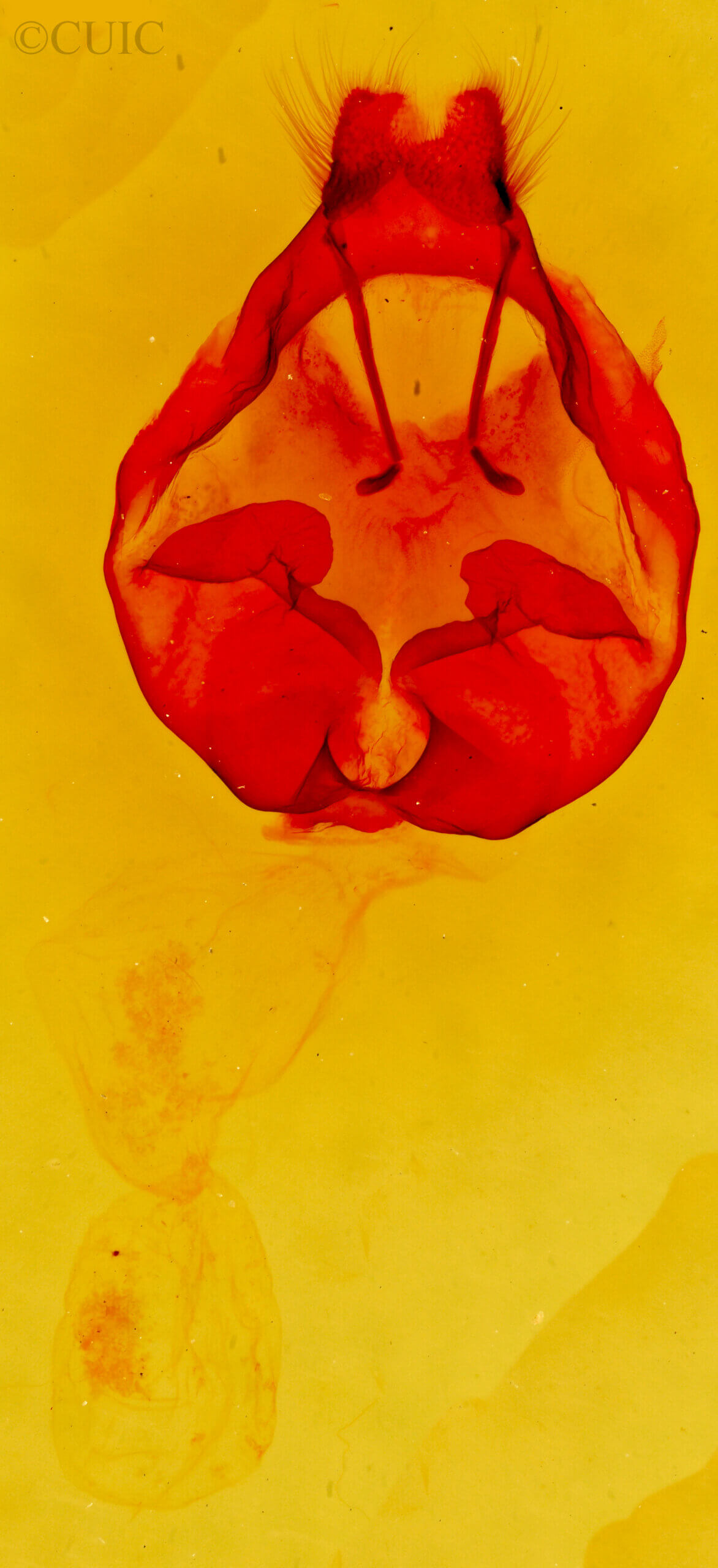 genitalia view of adult Apotolype brevicrista