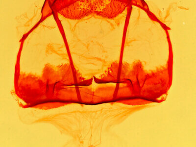 genitalia view of adult Tolype  laricis