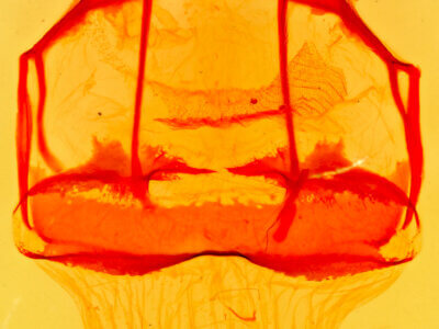 genitalia view of adult Tolype austella