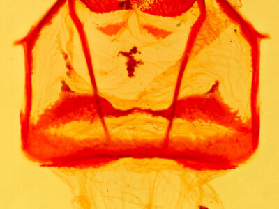 genitalia view of adult Tolype distincta