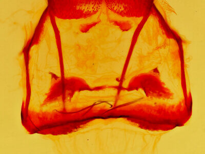 genitalia view of adult Tolype  distincta