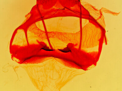 genitalia view of adult Tolype glenwoodii