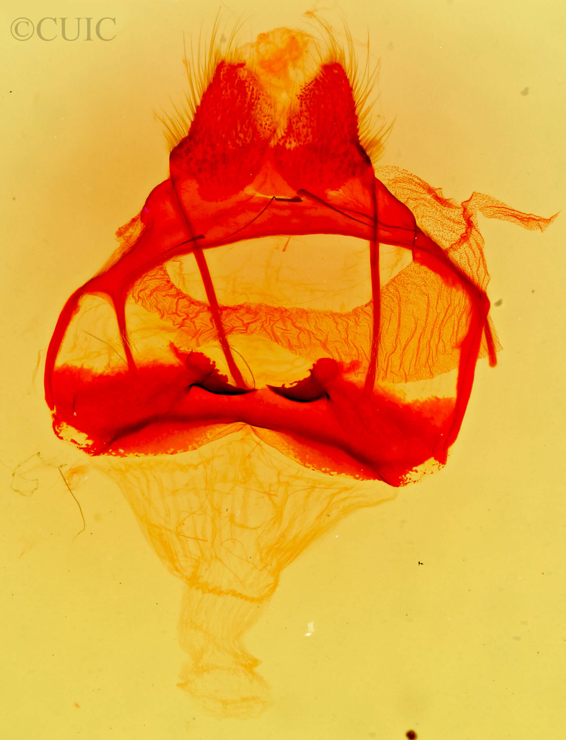 genitalia view of adult Tolype glenwoodii