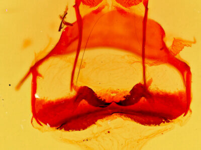 genitalia view of adult Tolype glenwoodii