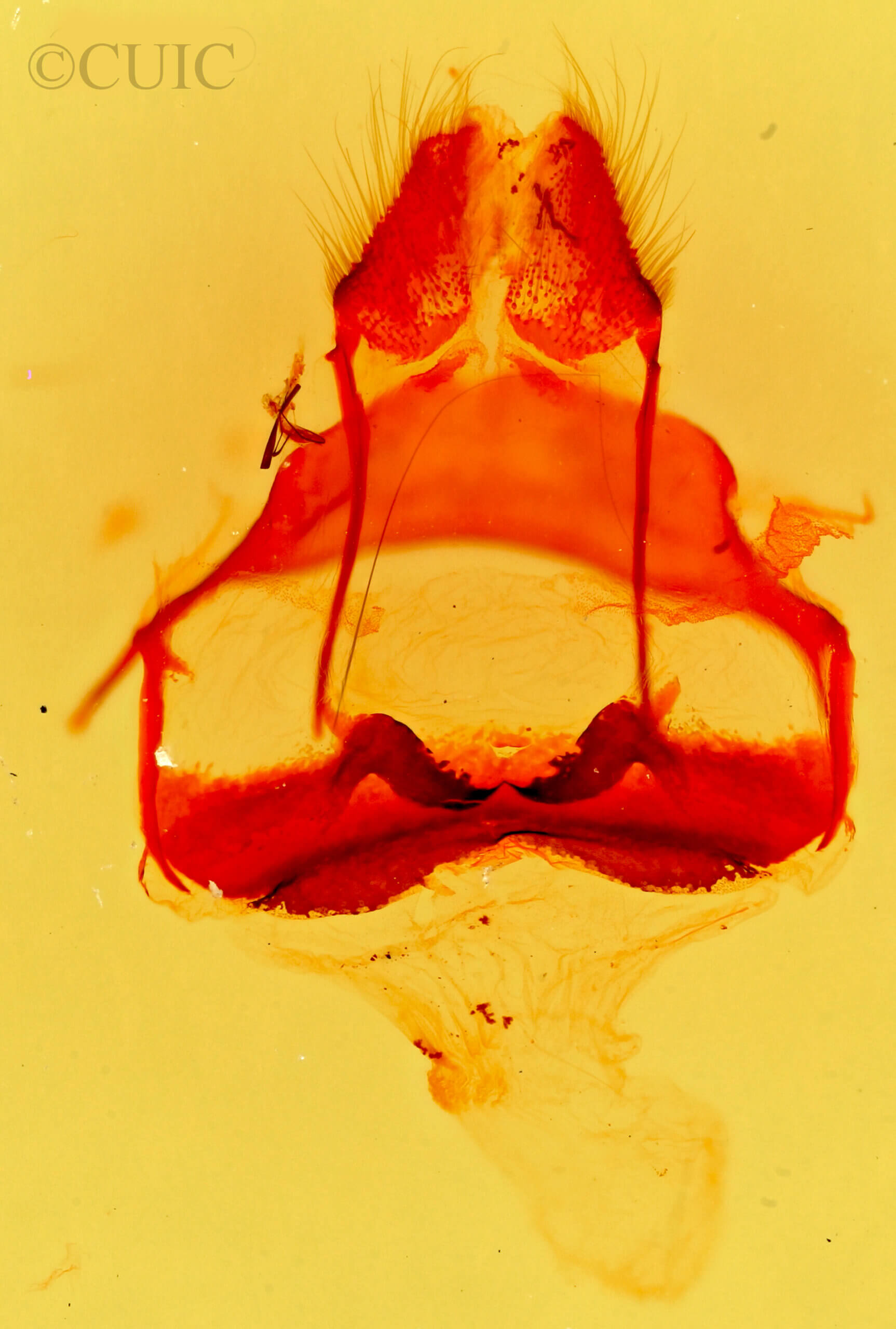 genitalia view of adult Tolype glenwoodii