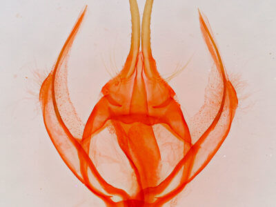 genitalia view of adult Apotolype blanchardi