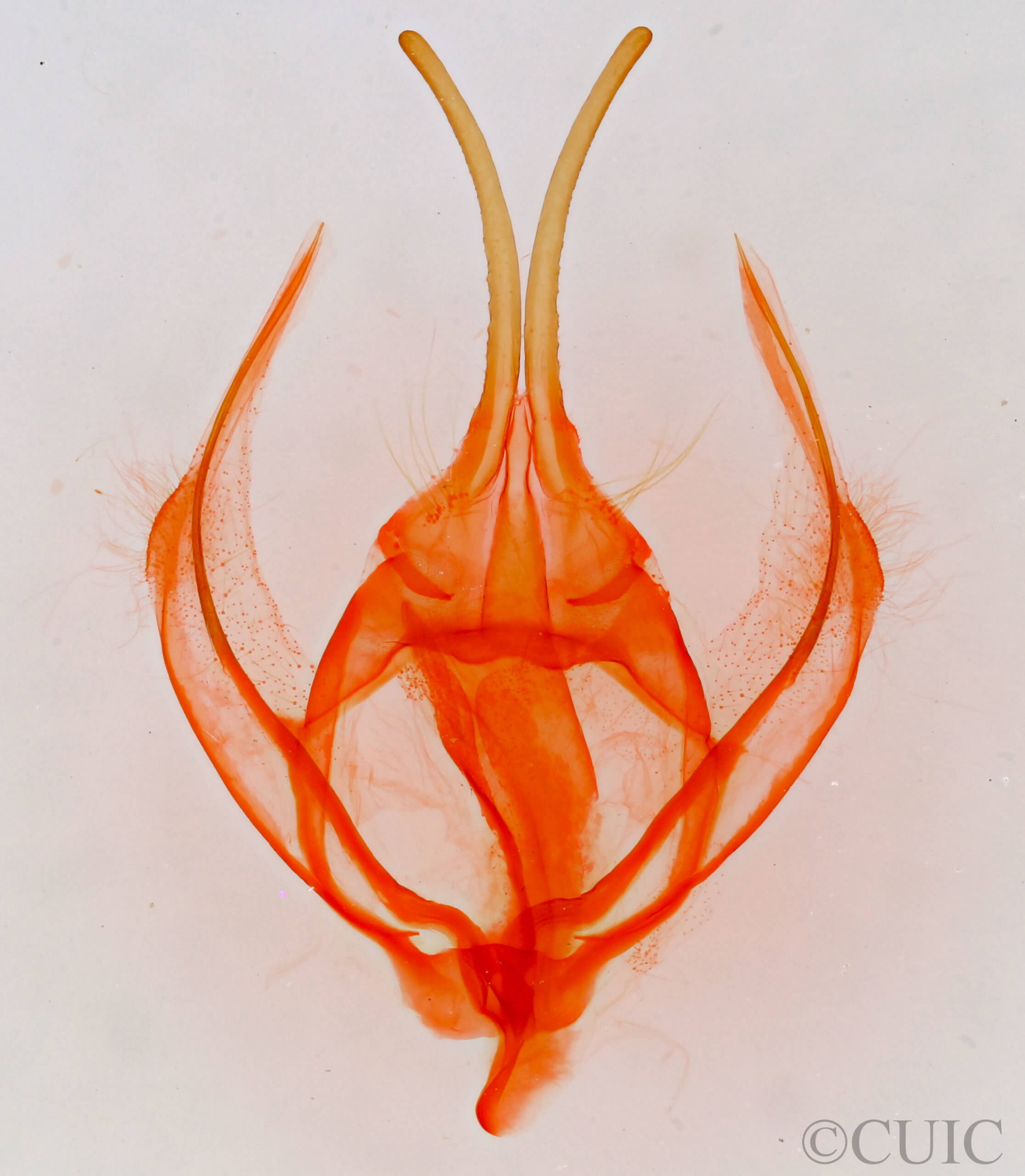genitalia view of adult Apotolype blanchardi