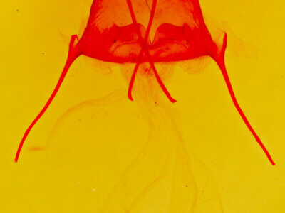 genitalia view of adult Artace colaria