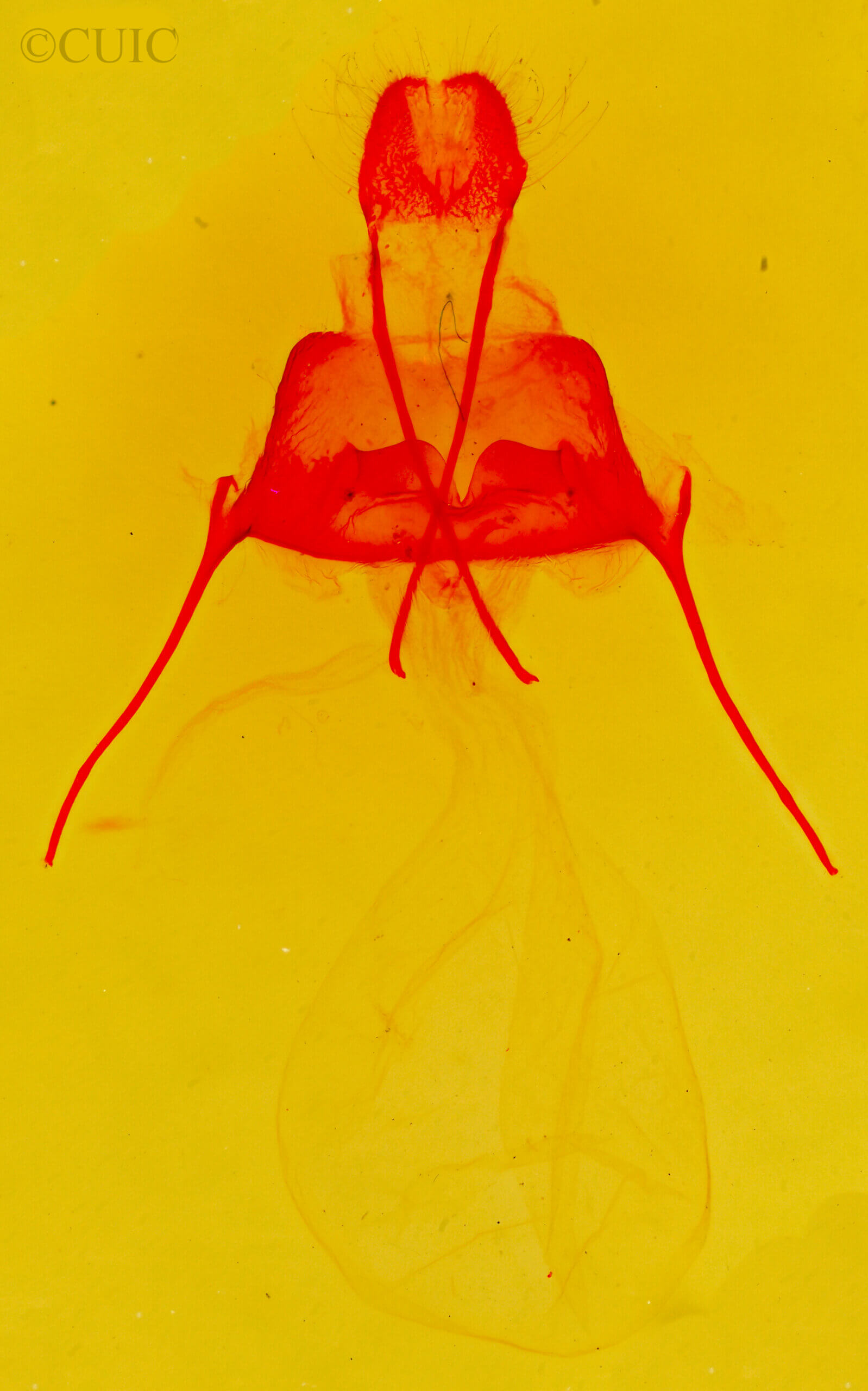 genitalia view of adult Artace colaria