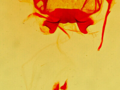 genitalia view of adult Hypopacha grisea