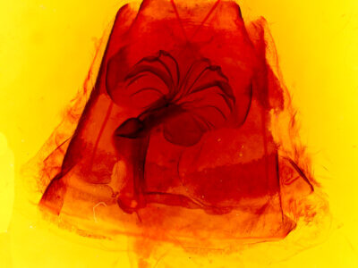 genitalia view of adult Phyllodesma americana