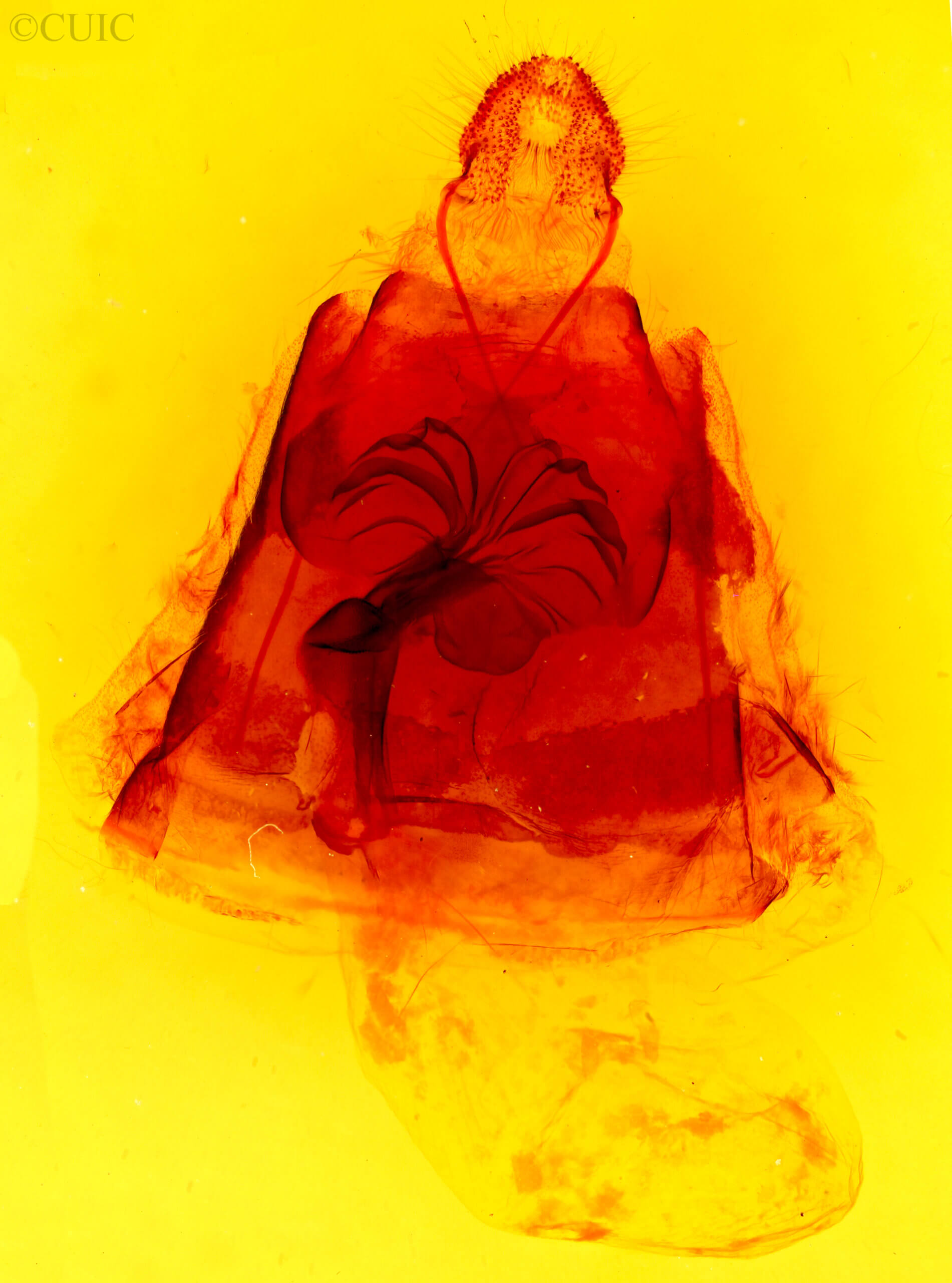 genitalia view of adult Phyllodesma americana