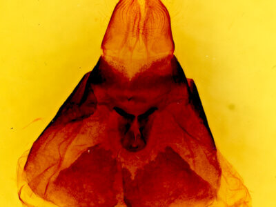 genitalia view of adult Malacosoma americana