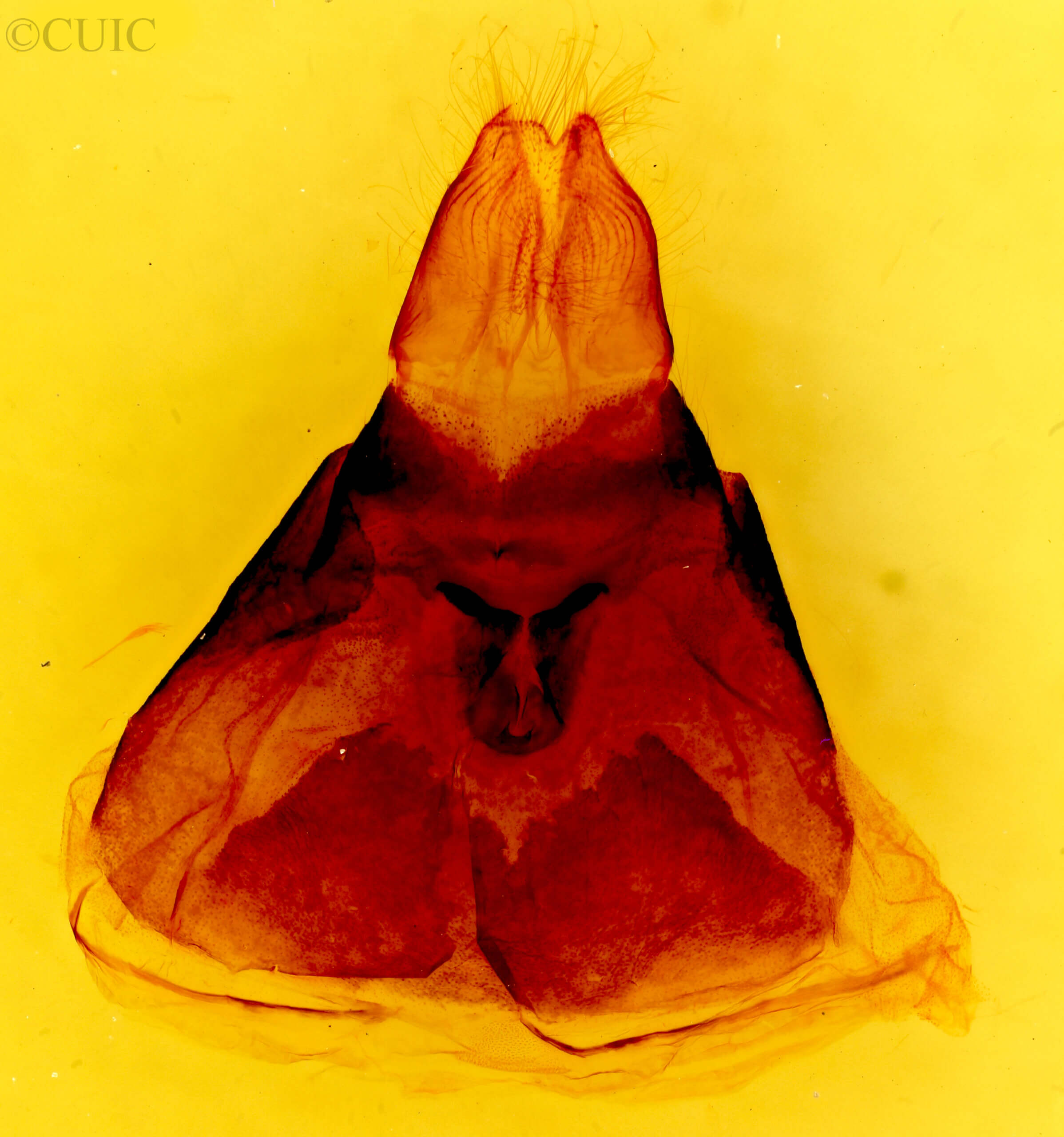 genitalia view of adult Malacosoma americana