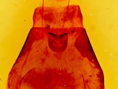 genitalia view of adult Malacosoma disstria