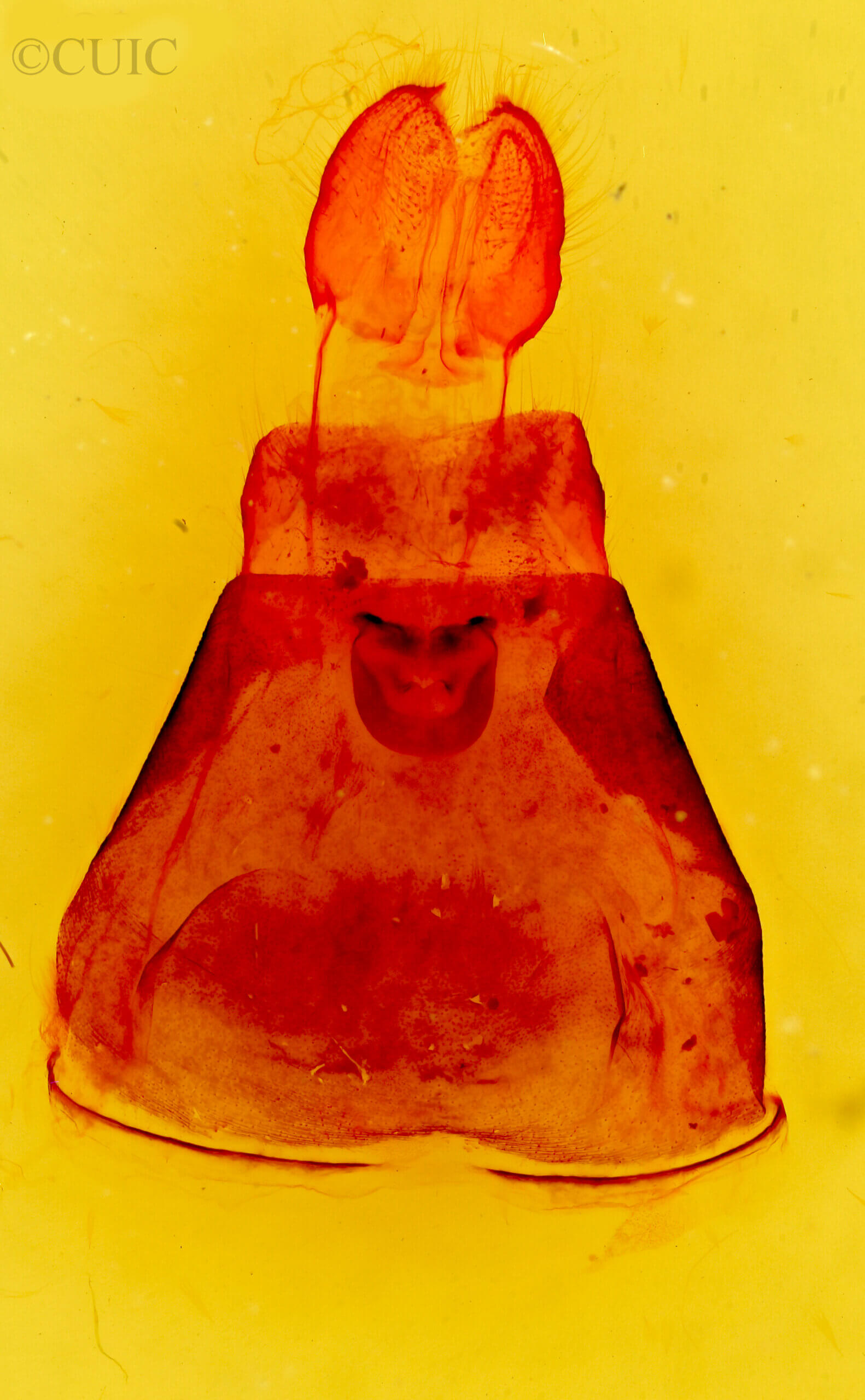 genitalia view of adult Malacosoma disstria