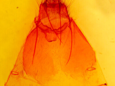 genitalia view of adult Gloveria arizonensis