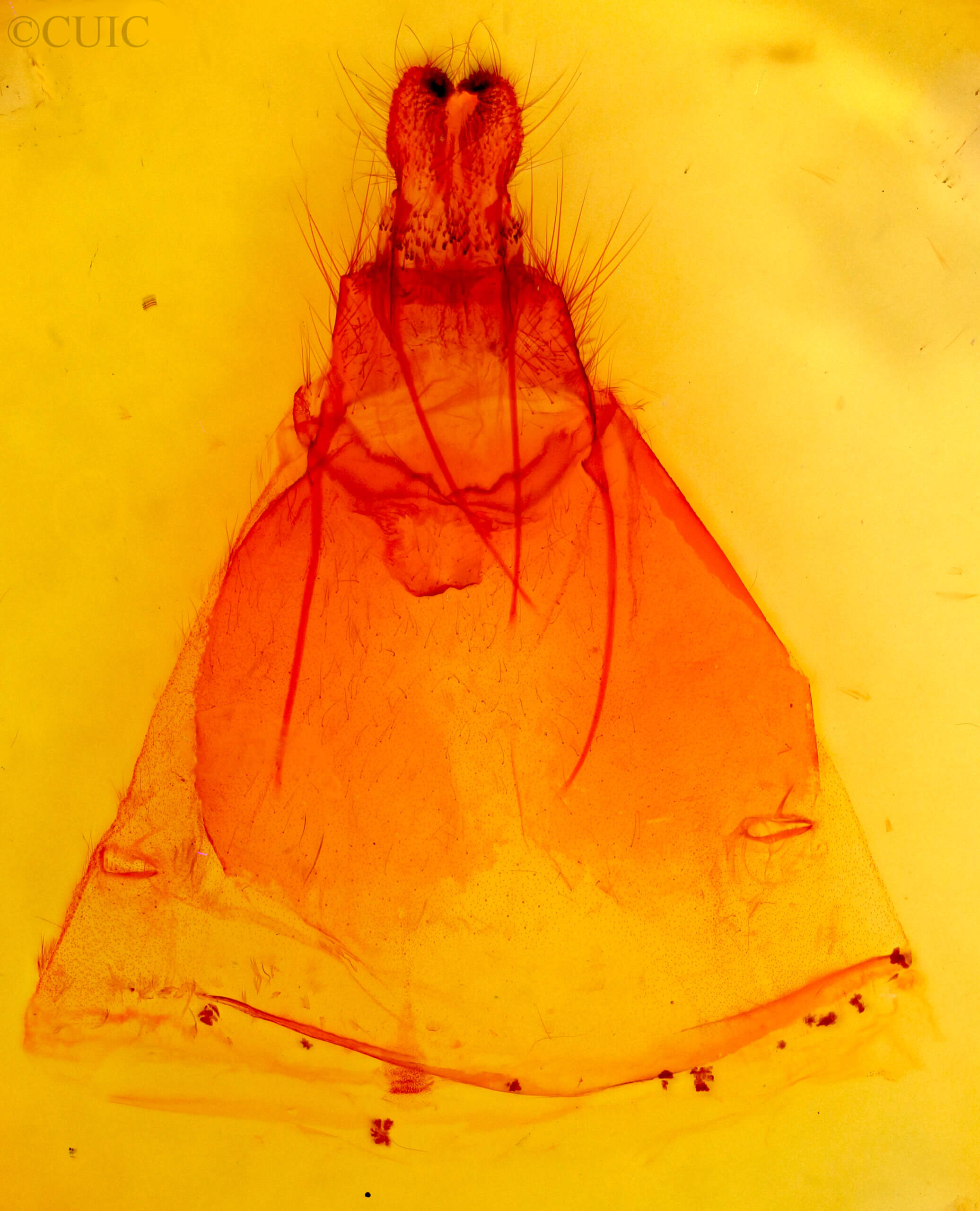 genitalia view of adult Gloveria arizonensis