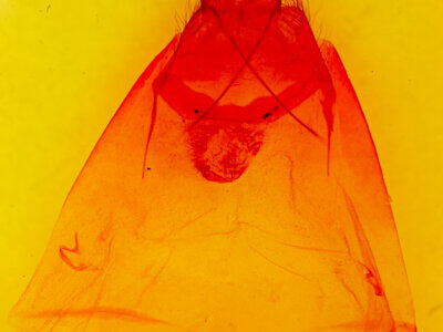 genitalia view of adult Quadrina diazoma