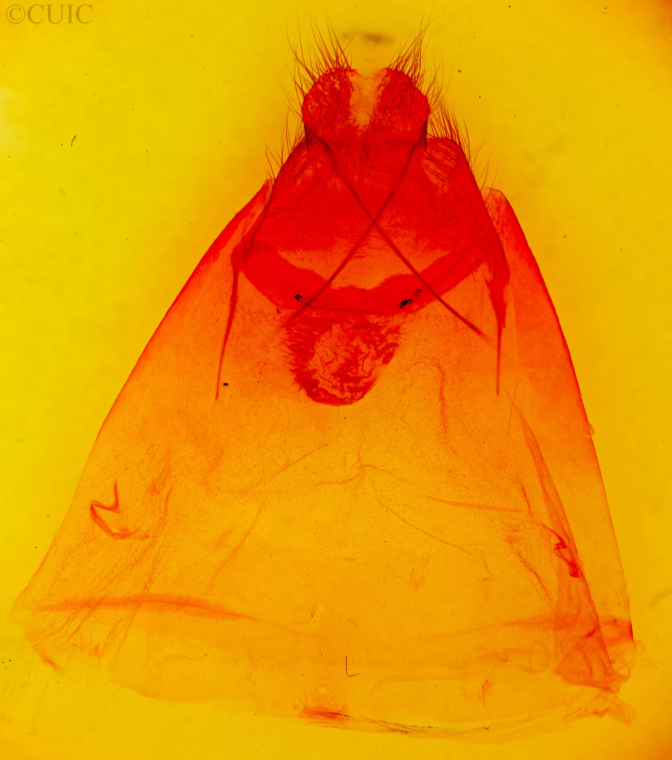 genitalia view of adult Quadrina diazoma