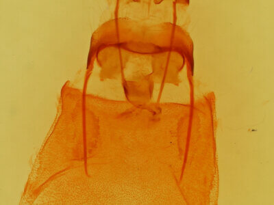 genitalia view of adult Apatelodes pudefacta