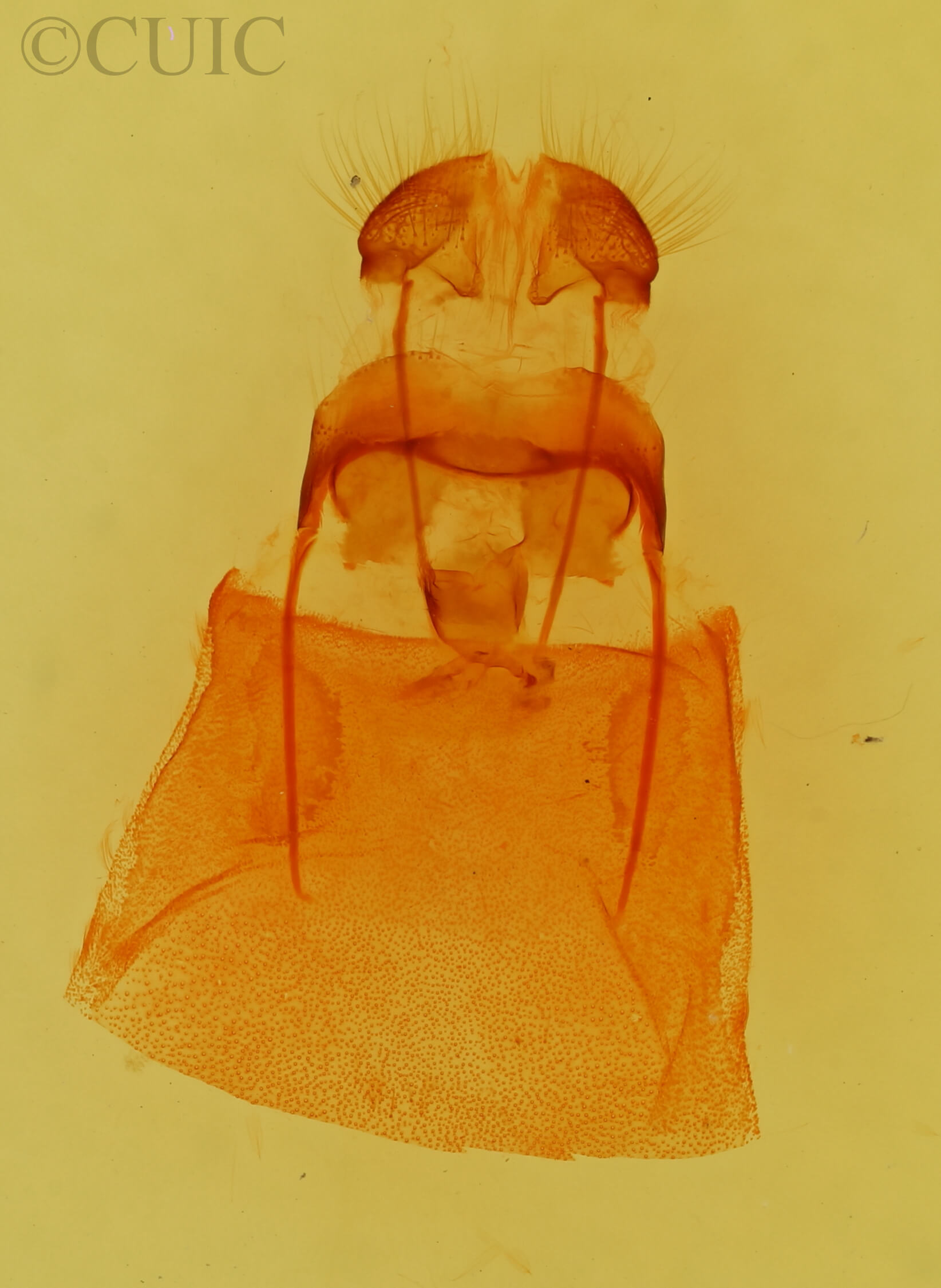 genitalia view of adult Apatelodes pudefacta