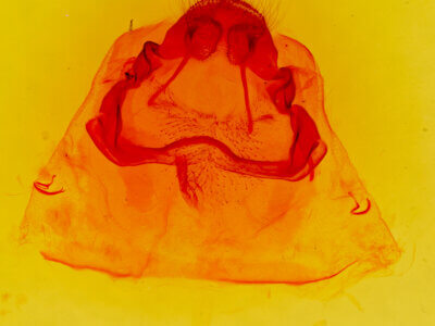 genitalia view of adult Cicinnus melsheimeri