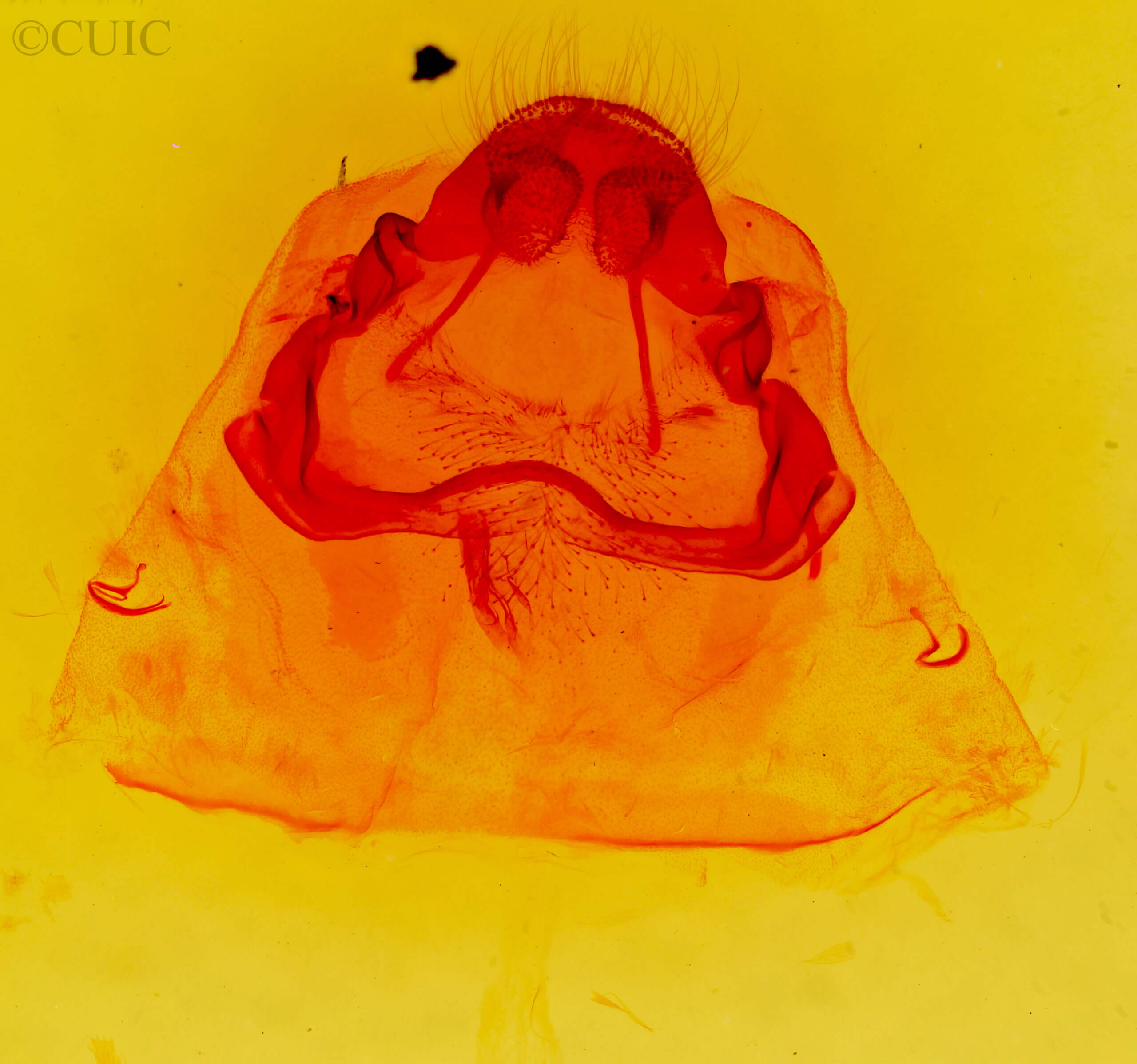 genitalia view of adult Cicinnus melsheimeri