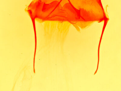 genitalia view of adult Artace cribrarius