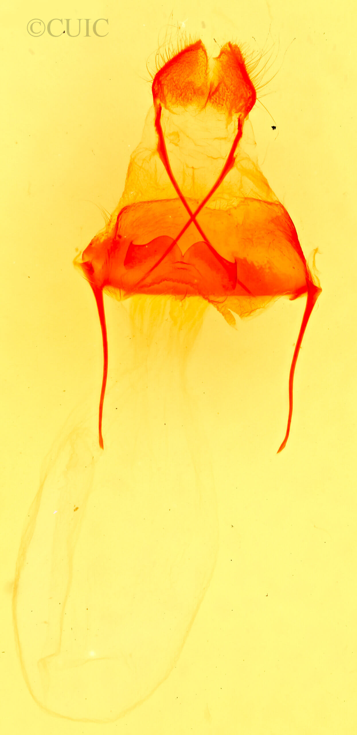 genitalia view of adult Artace cribrarius