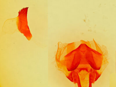 genitalia view of adult Gloveria gargamelle