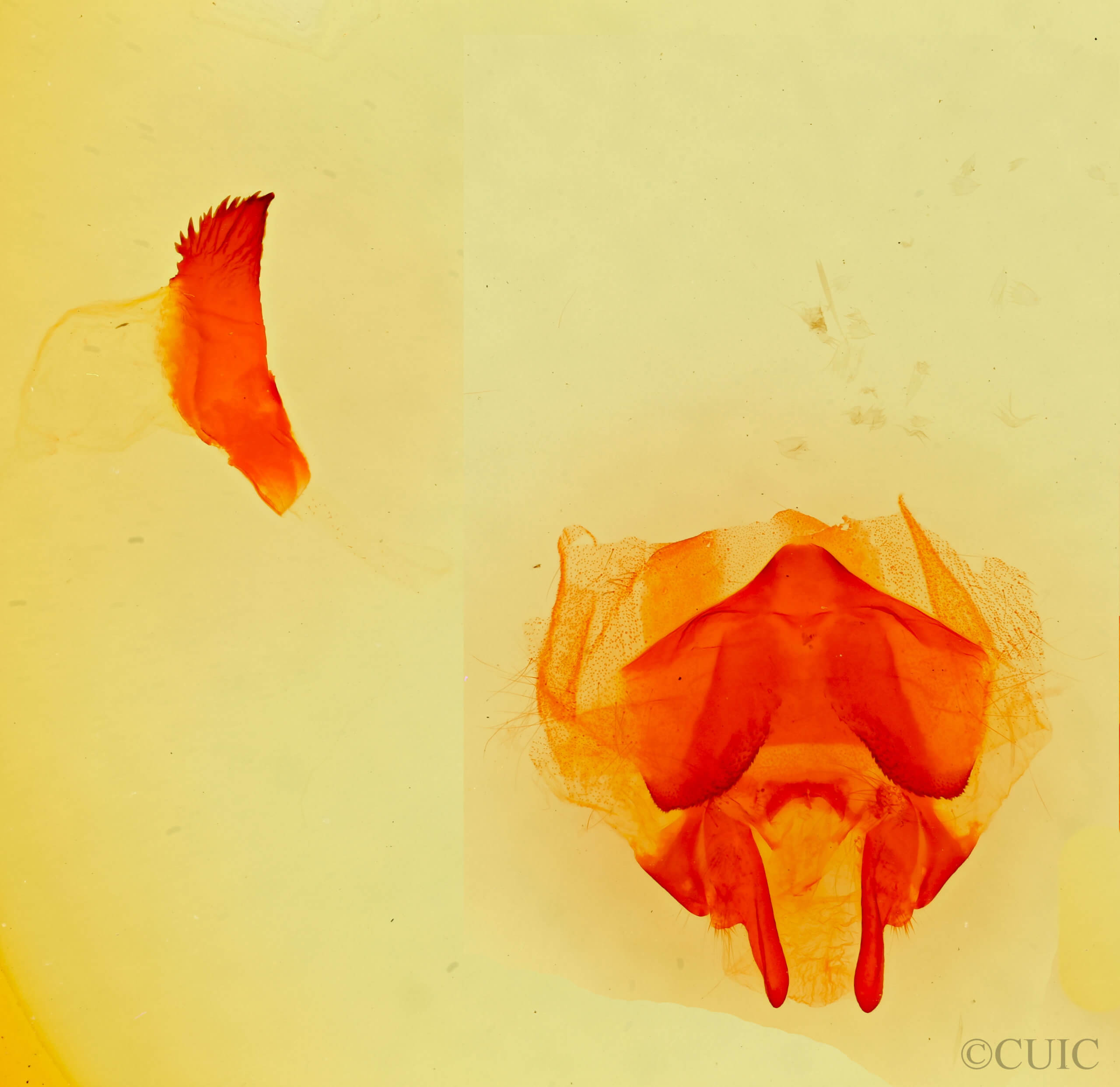 genitalia view of adult Gloveria gargamelle
