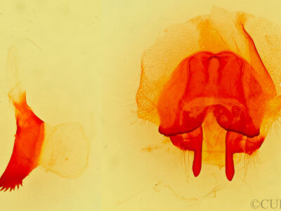 genitalia view of adult Gloveria medusa