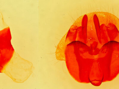 genitalia view of adult Gloveria arizonensis