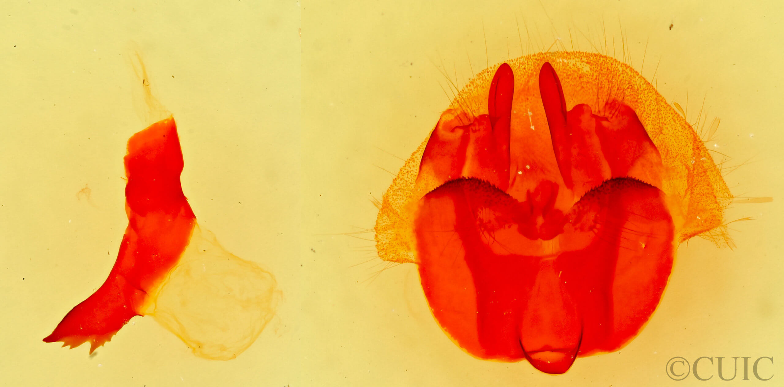 genitalia view of adult Gloveria arizonensis