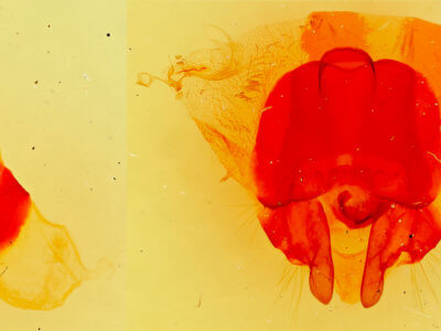 genitalia view of adult Gloveria arizonensis