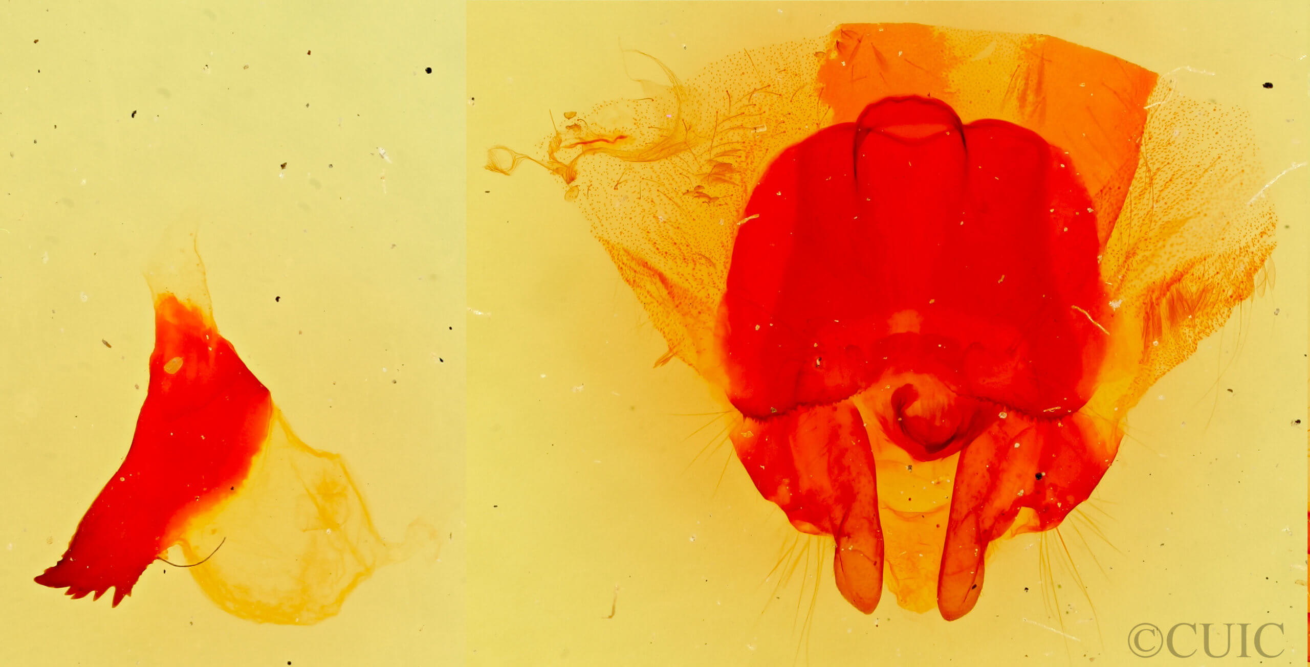 genitalia view of adult Gloveria arizonensis