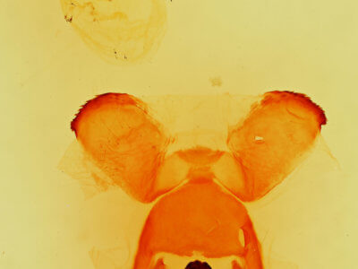 genitalia view of adult Quadrina diazoma