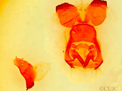 genitalia view of adult Cisthene coronado