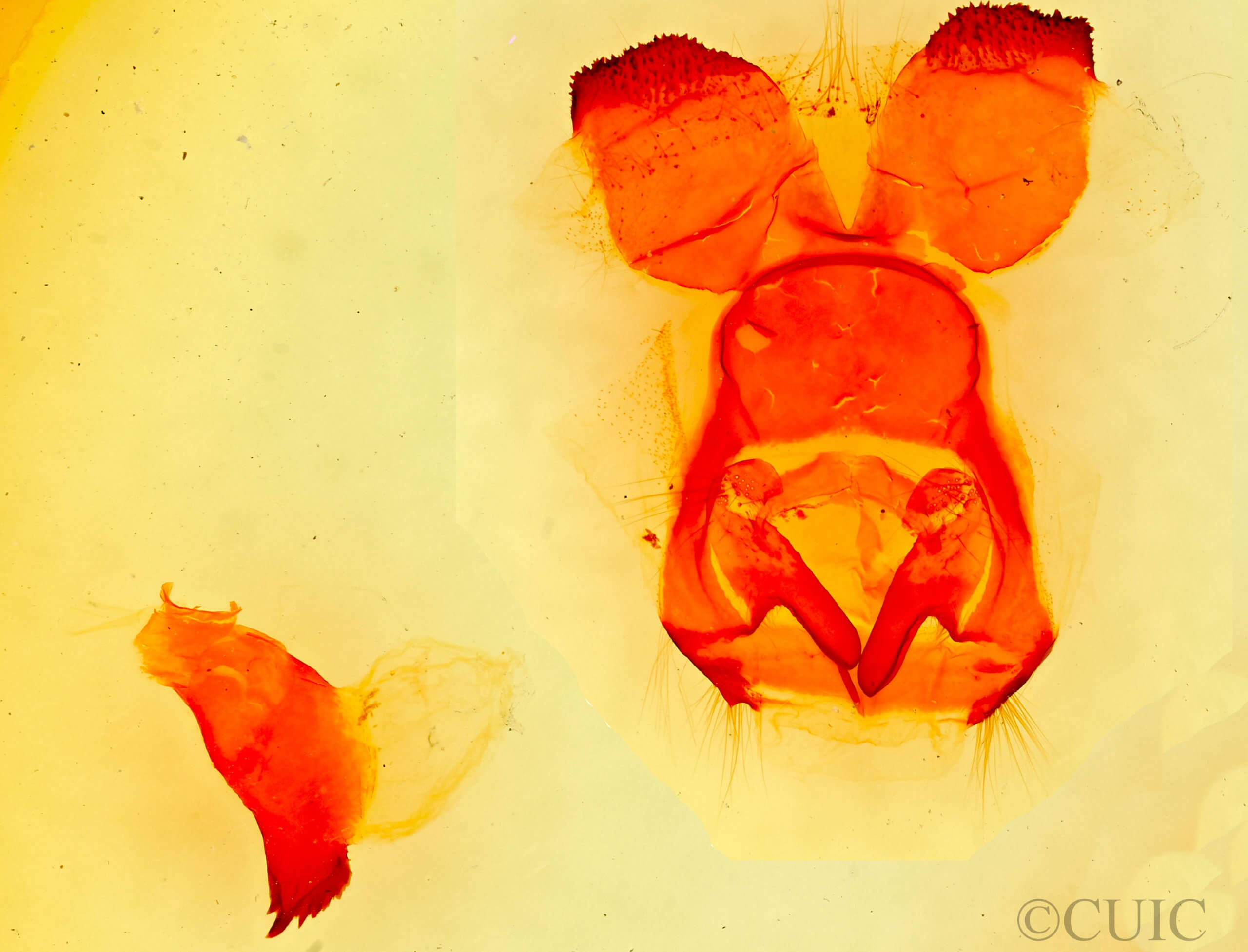 genitalia view of adult Cisthene coronado