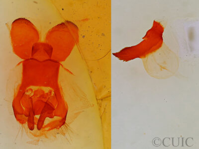 genitalia view of adult Gloveria arizonensis