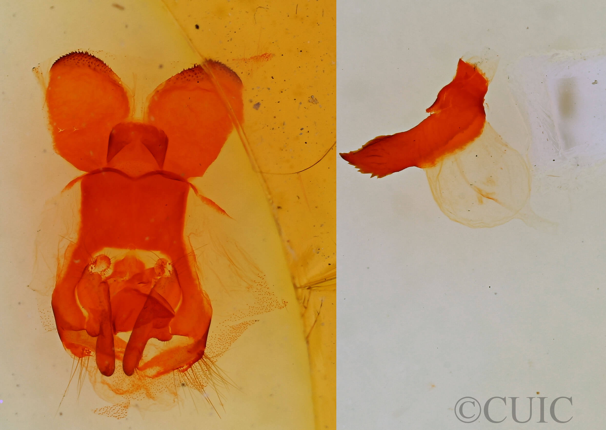 genitalia view of adult Gloveria arizonensis