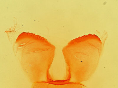 genitalia view of adult Gloveria arizonensis